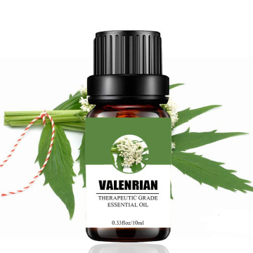 wholesale premium valerian essential oil for medical use