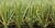 S-shaped hybrid artifical turf for landscaping