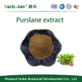 Anti-inflammatory effect 10:1 Purslane extract