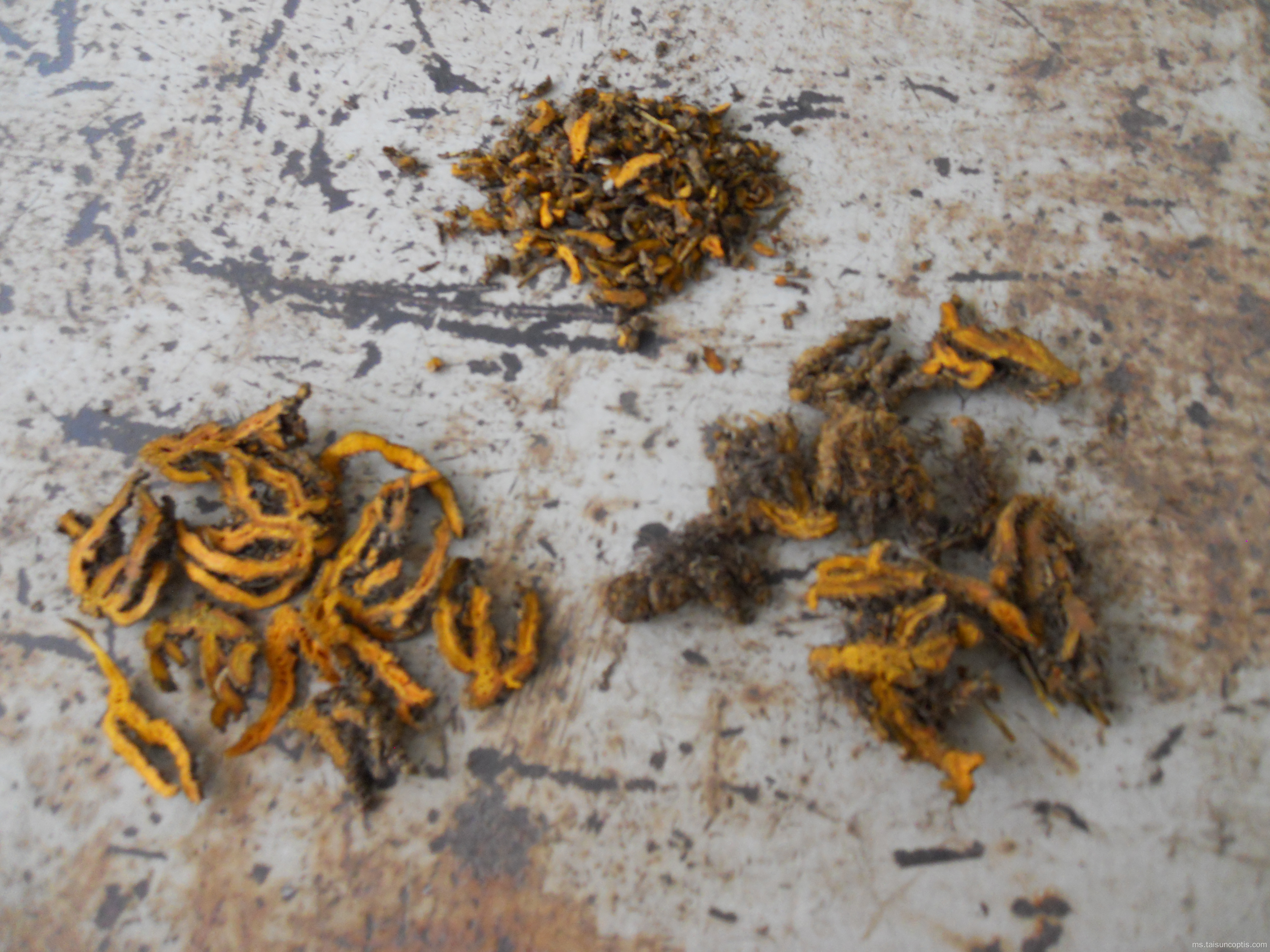 koptis rhizome Rawatan herba antibakteria
