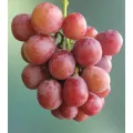 Sariwang Pulang Grape Selection para sa Premium na Kalidad