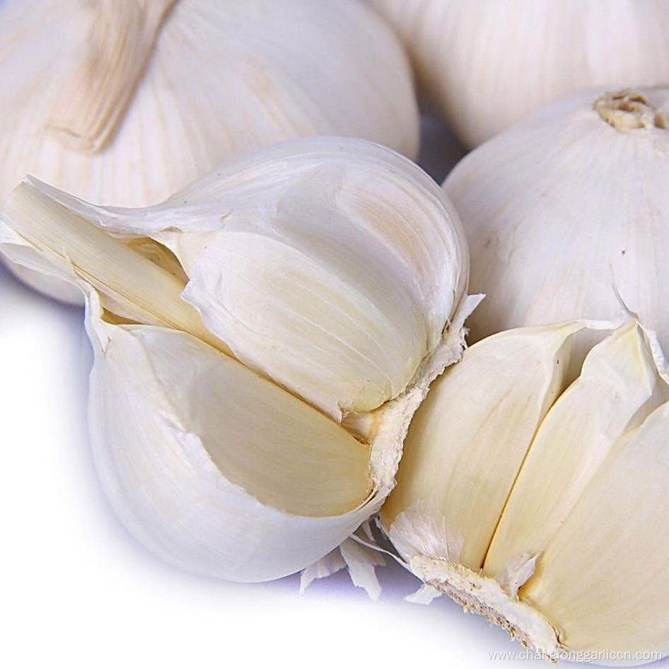 Hot Sale Best White Garlic Seeds