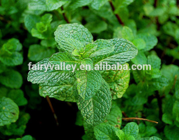2015 Newest Peppermint Seeds For Growing