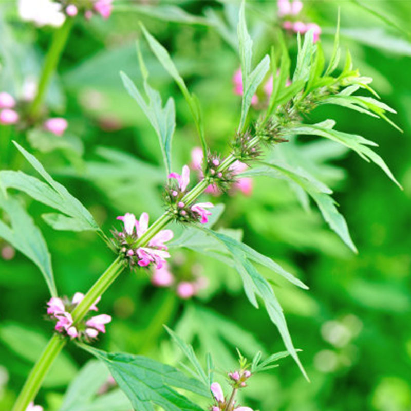 motherwort