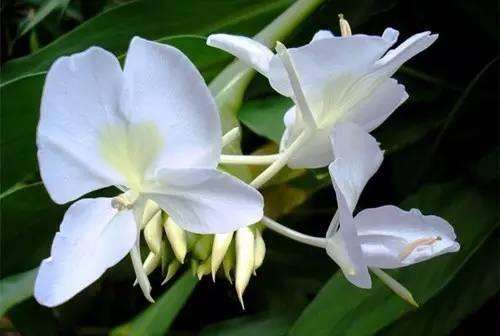 Aceite de mariposa de flor de jengibre natural puro