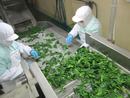 New Crop Iqf Fresh Frozen Vegetables , Frozen Rape Flower For Restaurants