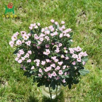 Maiden Pink Spray Mums Flowers