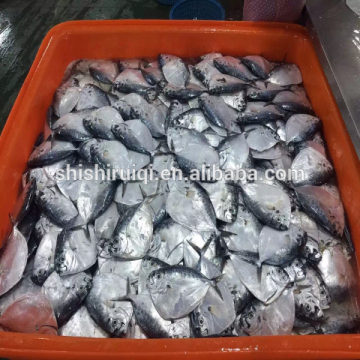 Frozen WR moonfish moon fish for human use