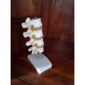 Lumbar Vertebra Structure Model