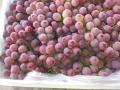 mejores uvas globales rojas xinjiang