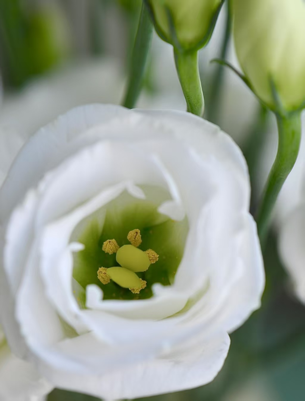 White Lisianthus/Eustoma