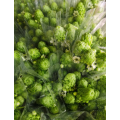 Ornithogalum Arabicum زهور الحشو المجففة
