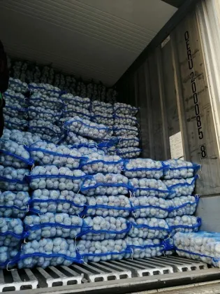 new crop fresh green garlic