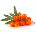 Extracto de extracto de impulso de polvo Seabuckthorn