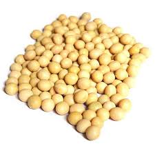 Soybean