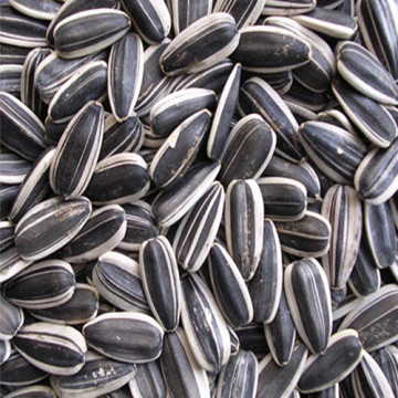 Sunflower Seeds, Biggest Factory / Exporter