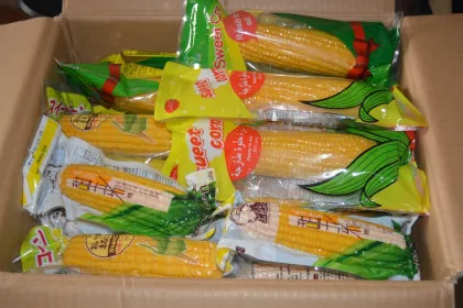 Good quality sweet corn