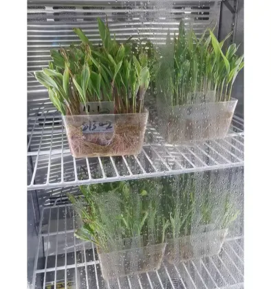 Bean Sprouts Growing Tray Seed Seedling Starter Dish