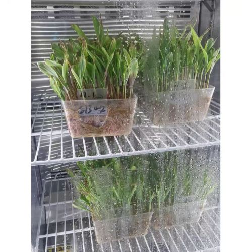 ABS Injection molding box Seed germination/sprouting box