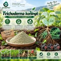 مسحوق Trichoderma koningii الميكروبي لإدارة التربة والجذور الأرضية