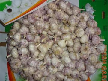 Fresh Normal White Garlic Hot Sale 2019