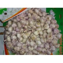 Fresh Normal White Garlic Hot Sale 2019