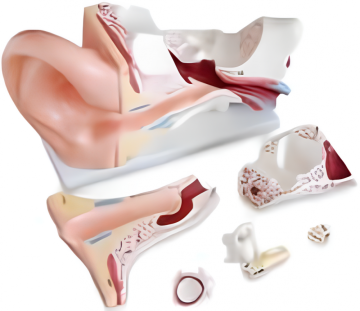 Human Ear Anatomy Demonstration Model