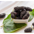 Extracto de fruta de morera de muestra gratis con antocianidinas al 25%