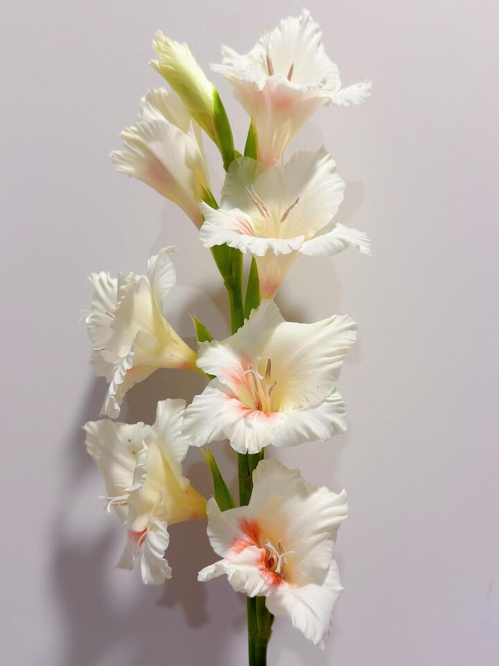 Ajax Gladiolus