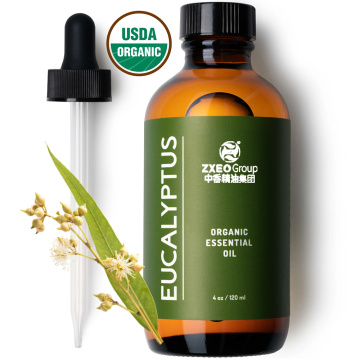 Hersteller Parfümöle konzentrierter Duft reines Öl Eukalyptus ätherisches Öl, 100% reine natürliche Aromatherapie