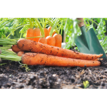 nuovo raccolto di carota fresca