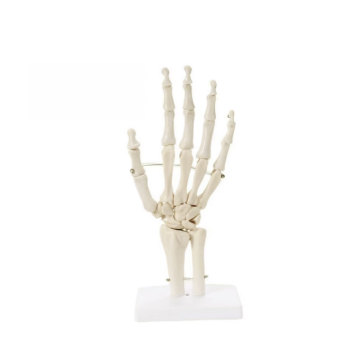 Hand Bone ZM1026 20x10x20 Search Engine