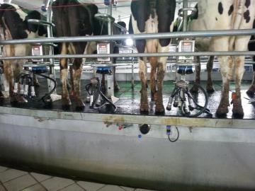 dairy cow milking machine