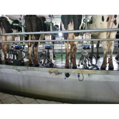 dairy cow milking machine