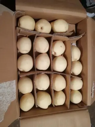 Organic fresh pear fruit