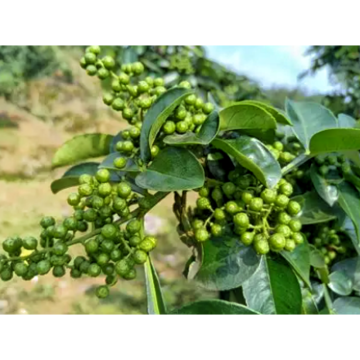 Natural Zanthoxylum Bungeanum Extract/ Pericarpium Zanthoxyli Extract