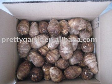 China Fresh Taro