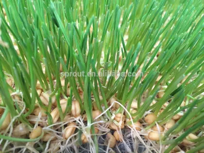 hydropoincs animal fodder sprout machine. barley/wheat/ oats/ maize