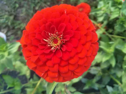 Zinnia Seeds for Garden