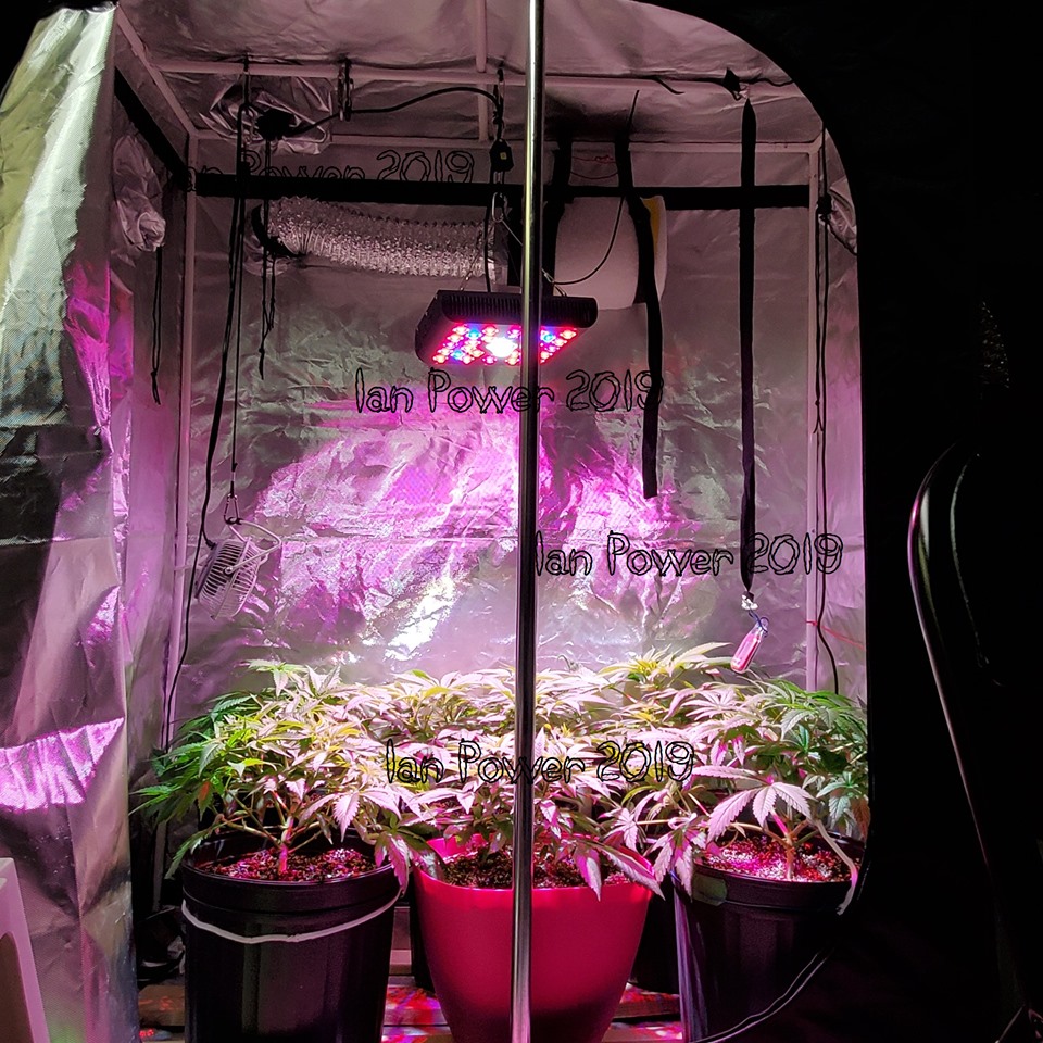 jons sharing cob 600w