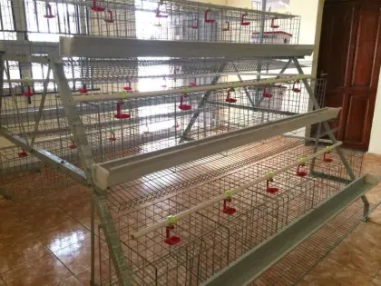 chicken cage for poultry