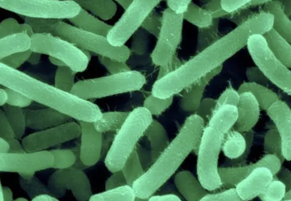 High Purity Agrobacterium Radiobacter