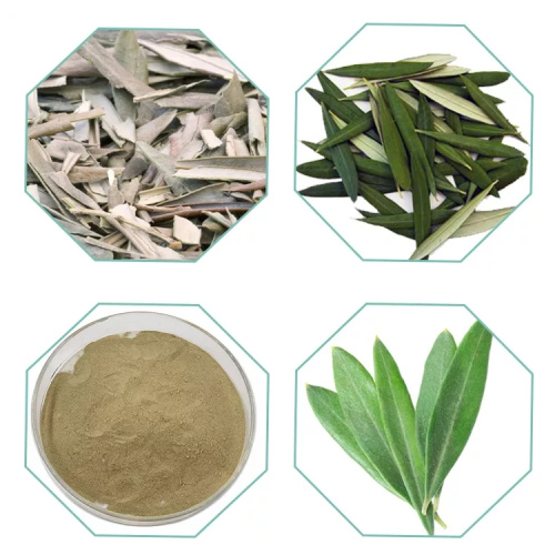 Pure Olea Europea Olive Leaf Extract