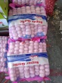 Bawang putih putih normal dijual