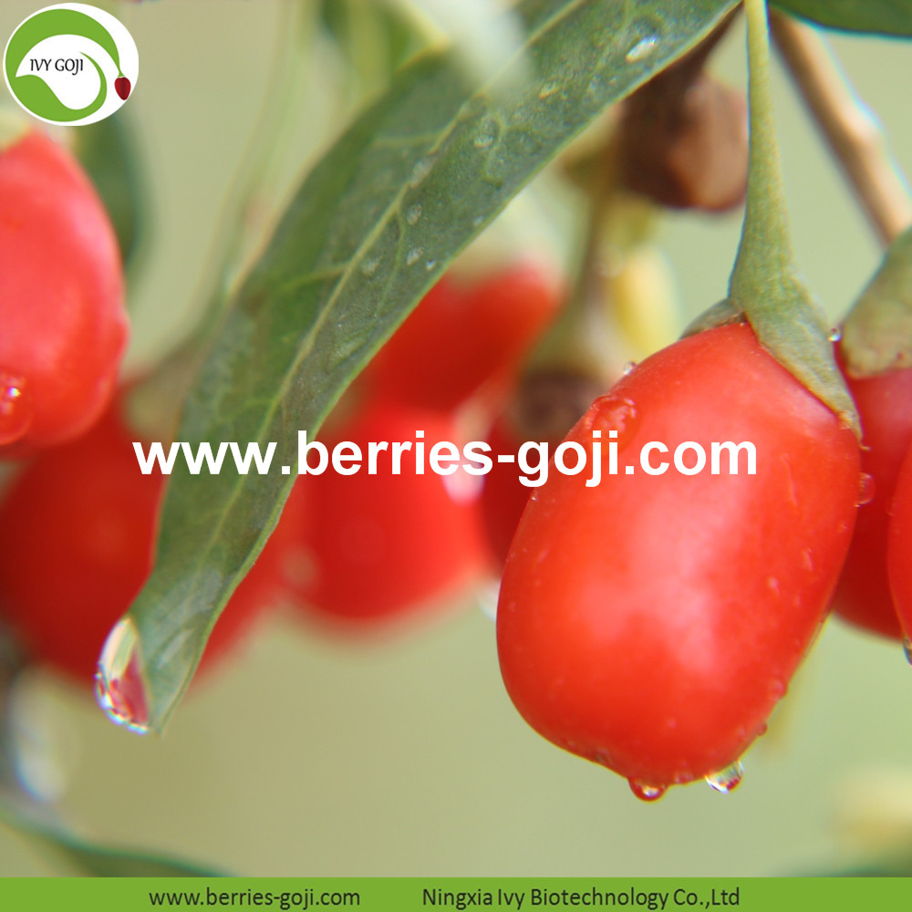 Goji berries