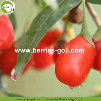 Factory Supply Fruit Red Package Goji Berries