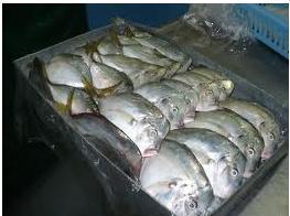 Moon fish
