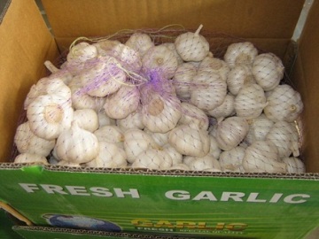 Fresh chinese normal white garlic