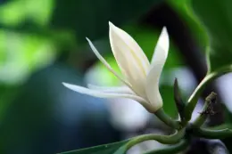 Michelia Leaf Essential Oil 10ml