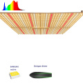 Spectrum Lead Grow Light